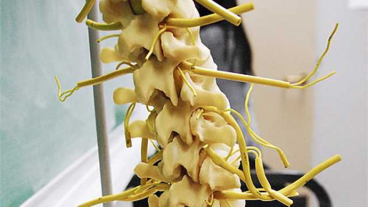 Salk and Harvard scientists chart spinal circuitry responsible for chronic pain