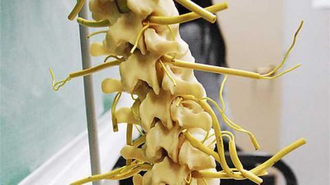 Salk and Harvard scientists chart spinal circuitry responsible for chronic pain