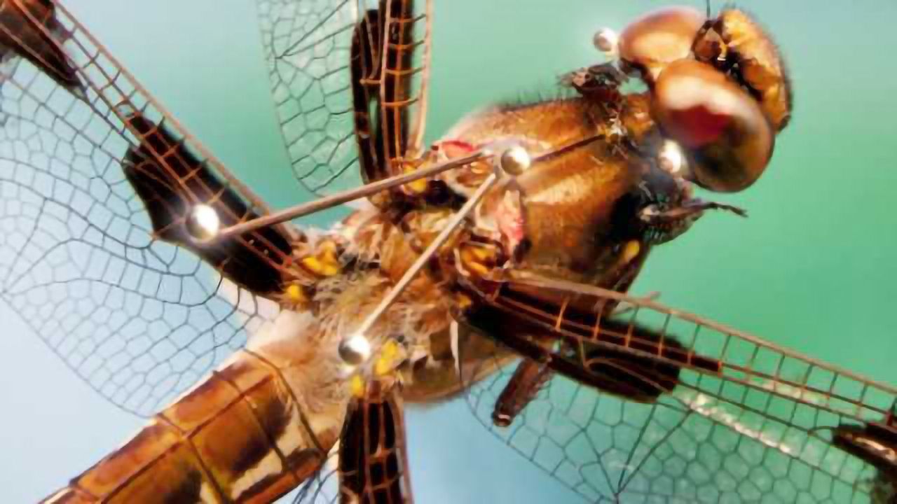 Dragonflies on the Hunt Display Complex Choreography