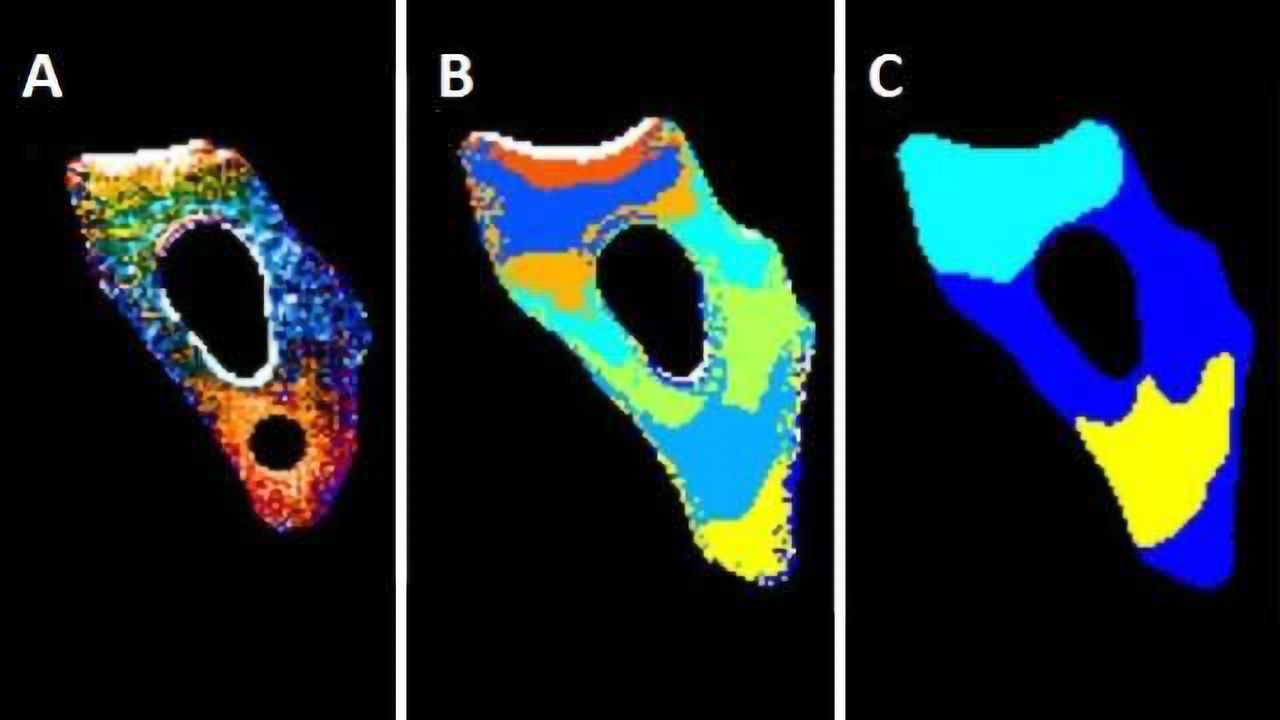 Observing how unfolded proteins move in the cell