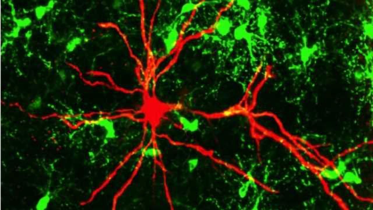 Neurons listen to glial cells