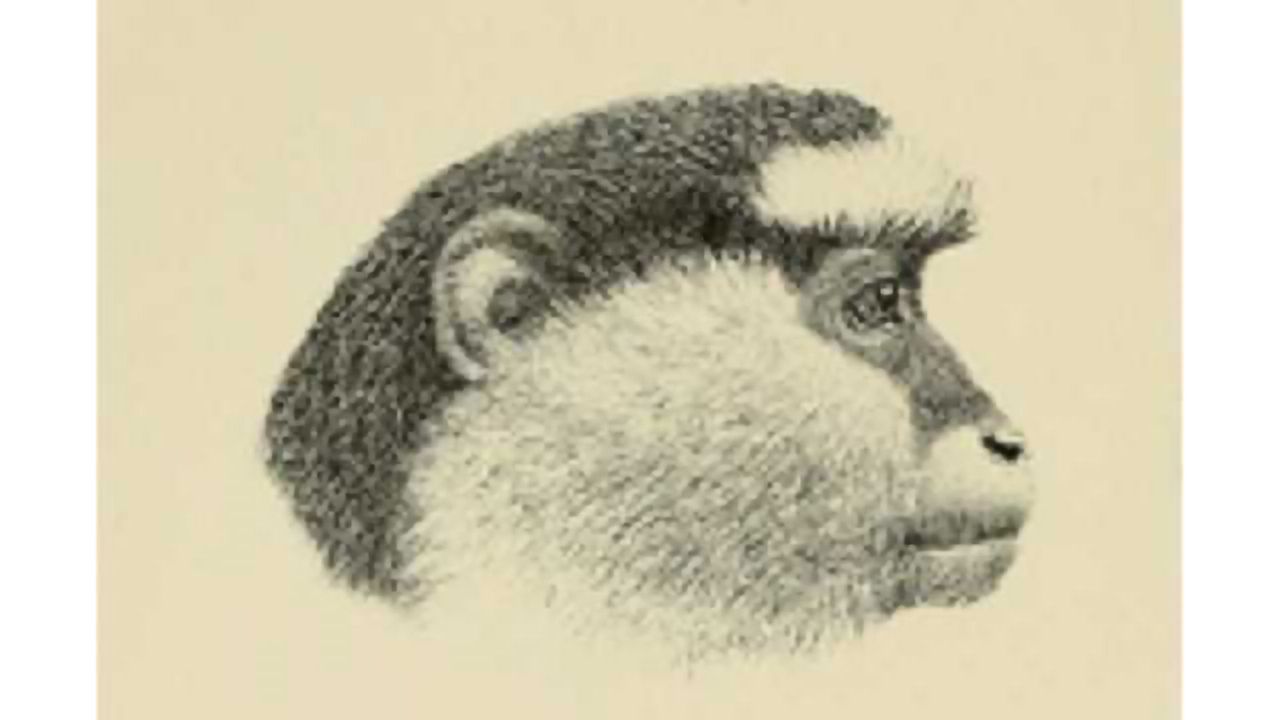Linguistic methods uncover sophisticated meanings and monkey dialects