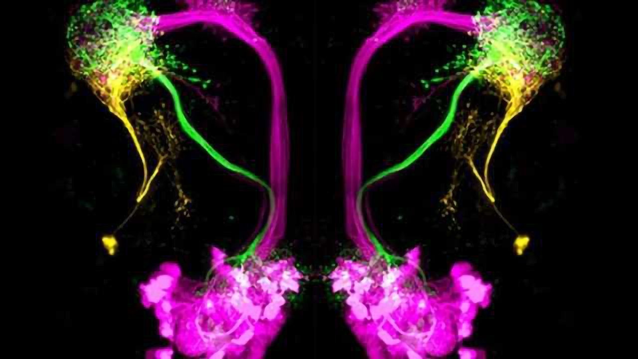 How the brain can distinguish good from bad smells