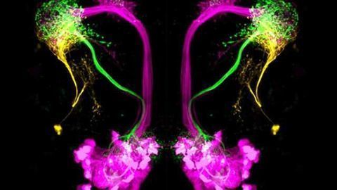 How the brain can distinguish good from bad smells