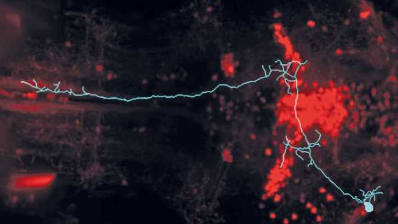 Which dot will they hunt? Prey is recognized even by the zebrafish retina