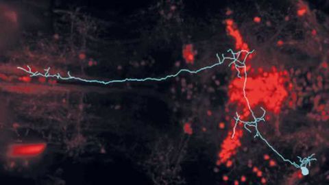 Which dot will they hunt? Prey is recognized even by the zebrafish retina