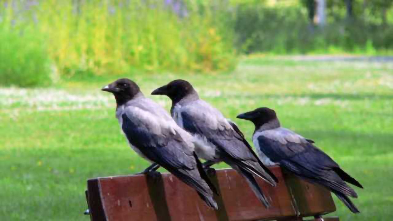 Crows are smarter than you think