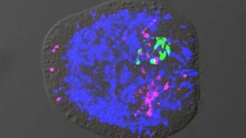 In search of the origin of our brain