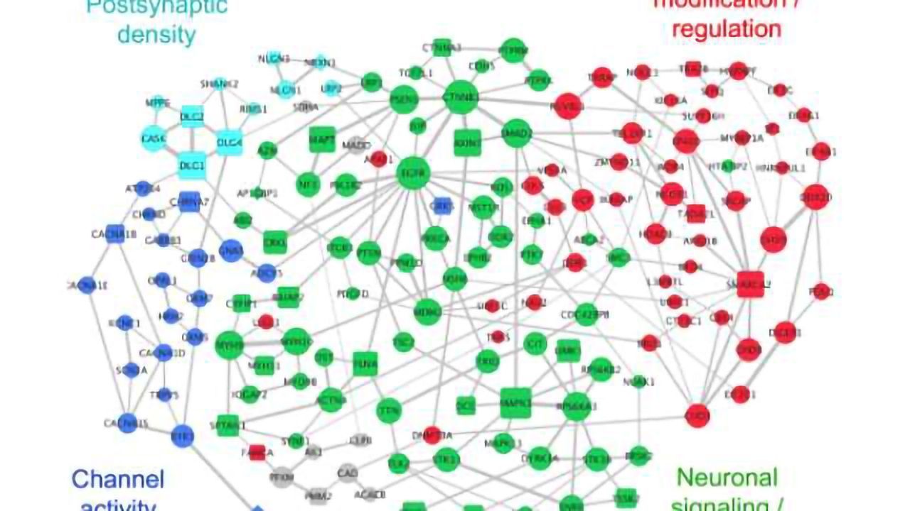 Diverse autism mutations lead to different disease outcomes