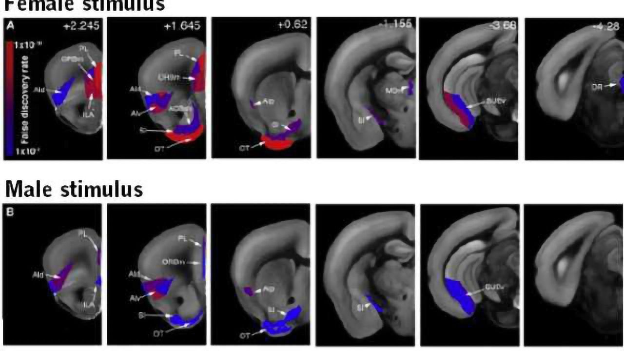 Imaging method linking brainwide cell activation & behavior shows what it means for mice to have sex in mind