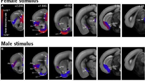 Imaging method linking brainwide cell activation & behavior shows what it means for mice to have sex in mind