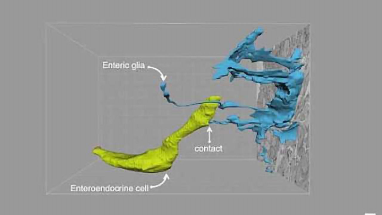 Researchers map direct gut-brain connection
