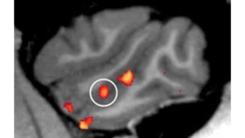 Facial motion activates a dedicated network within the brain, research shows