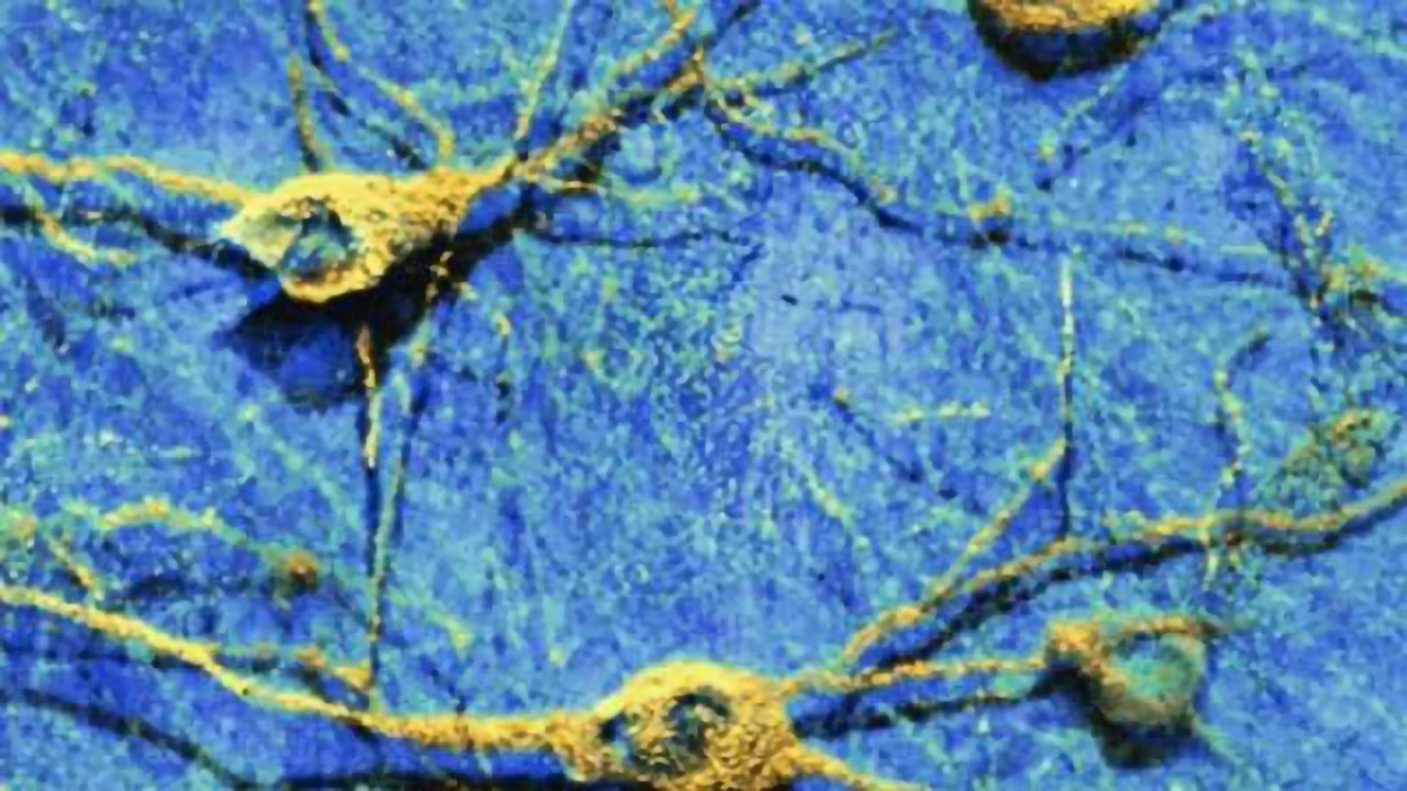 Networks of the brain reflect the individual gender identity
