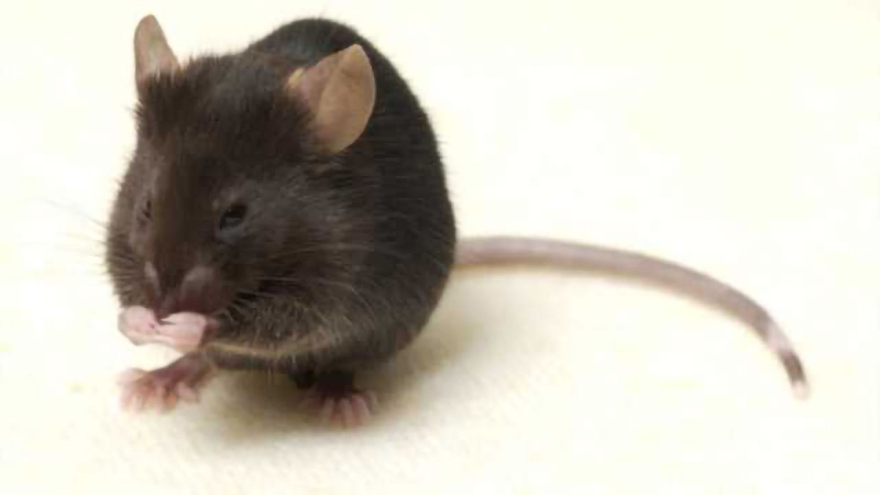Scientists find brain protein aids influenza recovery