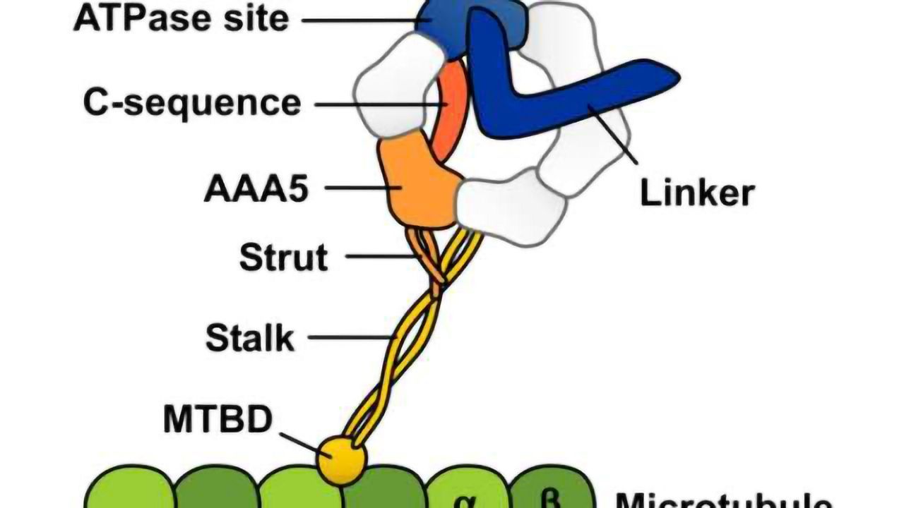Revealing the inner workings of a molecular motor