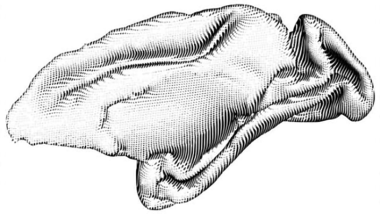 Remapping the damaged brain