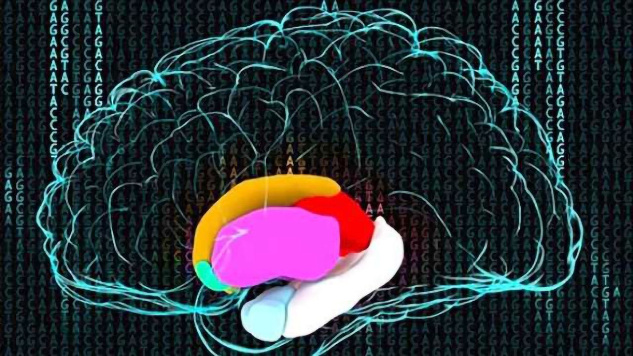 Keck-led consortium finds gene changes that affect brain size