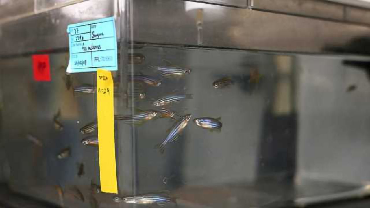 Scientists find gene vital to central nervous system development
