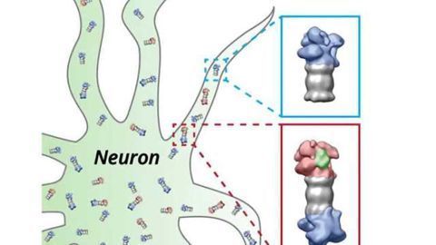 Live broadcast from inside the nerve cell