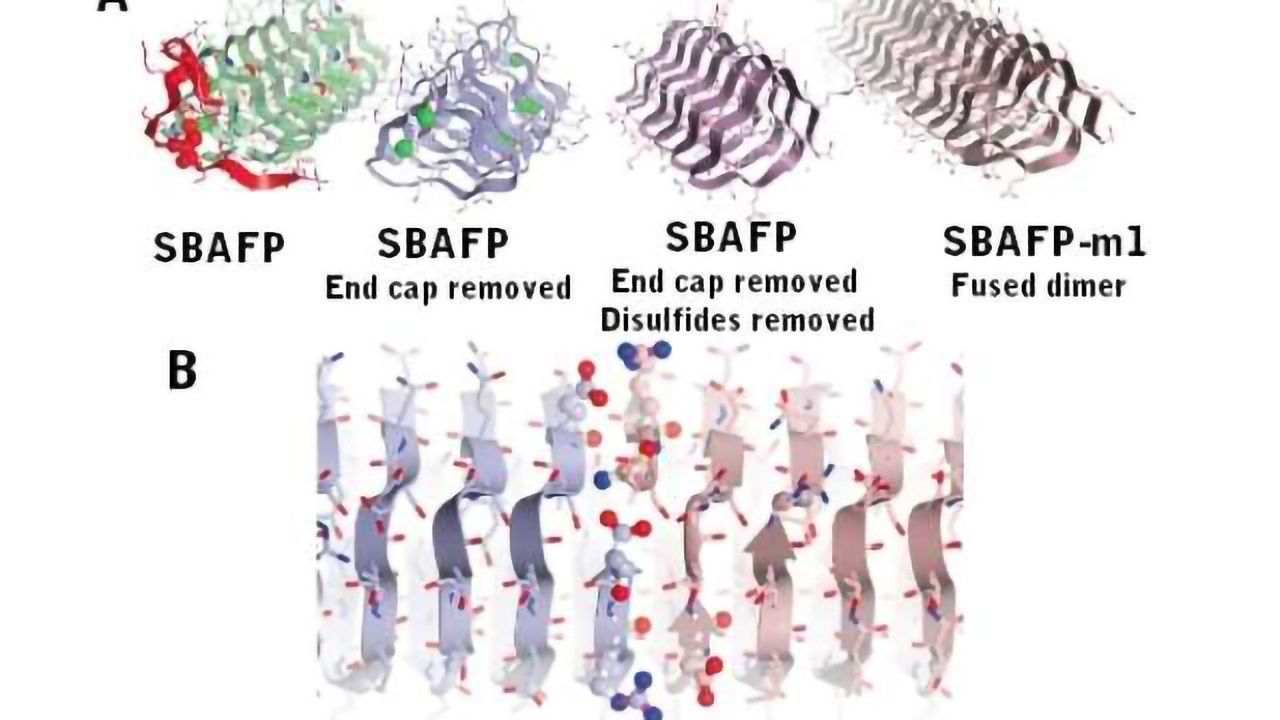 Engineering self-assembling amyloid fibers