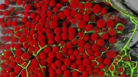 Obesity and diabetes symptoms in mice improved by reversing brain inflammation