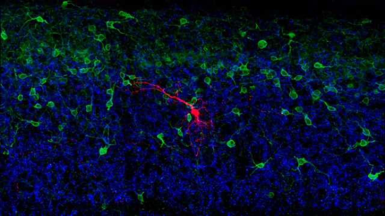 Salk scientists discover how a "mini-brain" in the spinal cord aids in balance