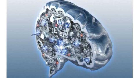 Complex environments push 'brain' evolution