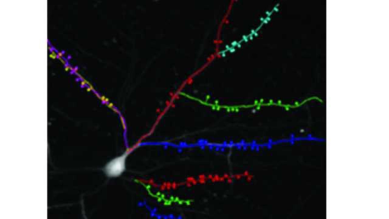 Scientists view effect of whisker tickling on mouse brains