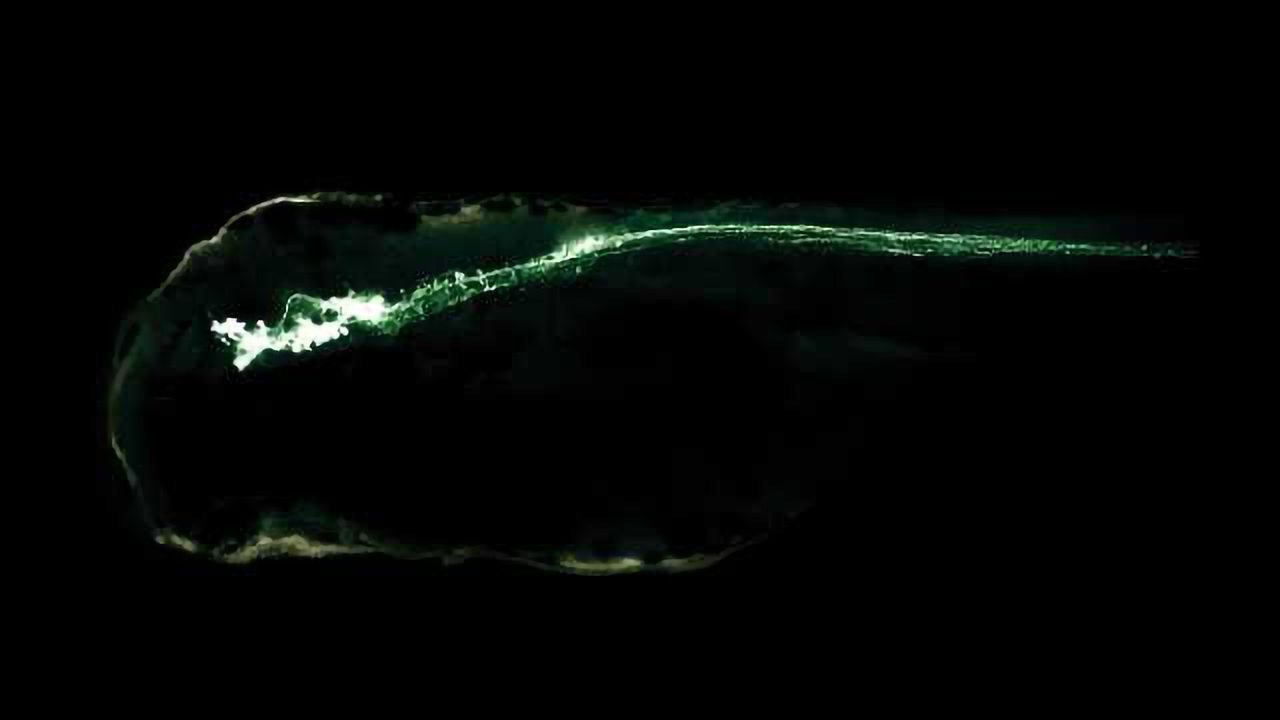 Novel study on dopamine neurons could instruct research into mobility and neurological disorders