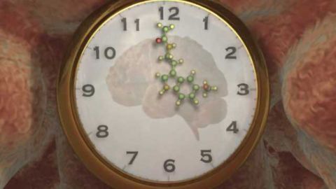 New ‘reset’ button discovered for circadian clock