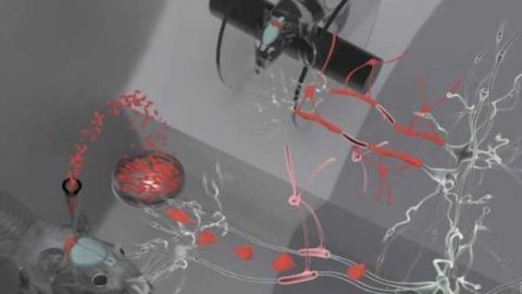 Human stem cells repair damage caused by radiation therapy for brain cancer in rats