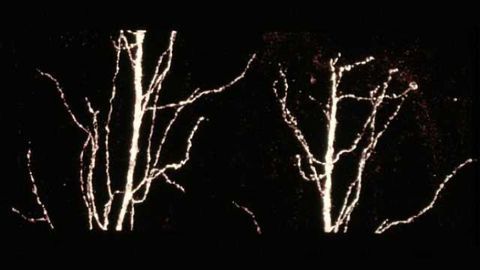 Novel form of experience-dependent plasticity in the adult brain revealed