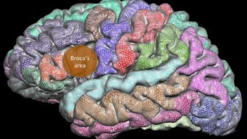 Brain develops abnormally over lifespan of people who stutter