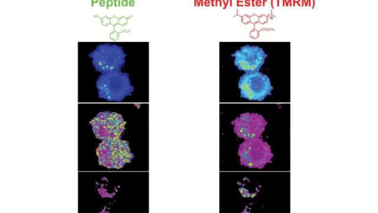 Promising peptide for TBI, heart attack and stroke