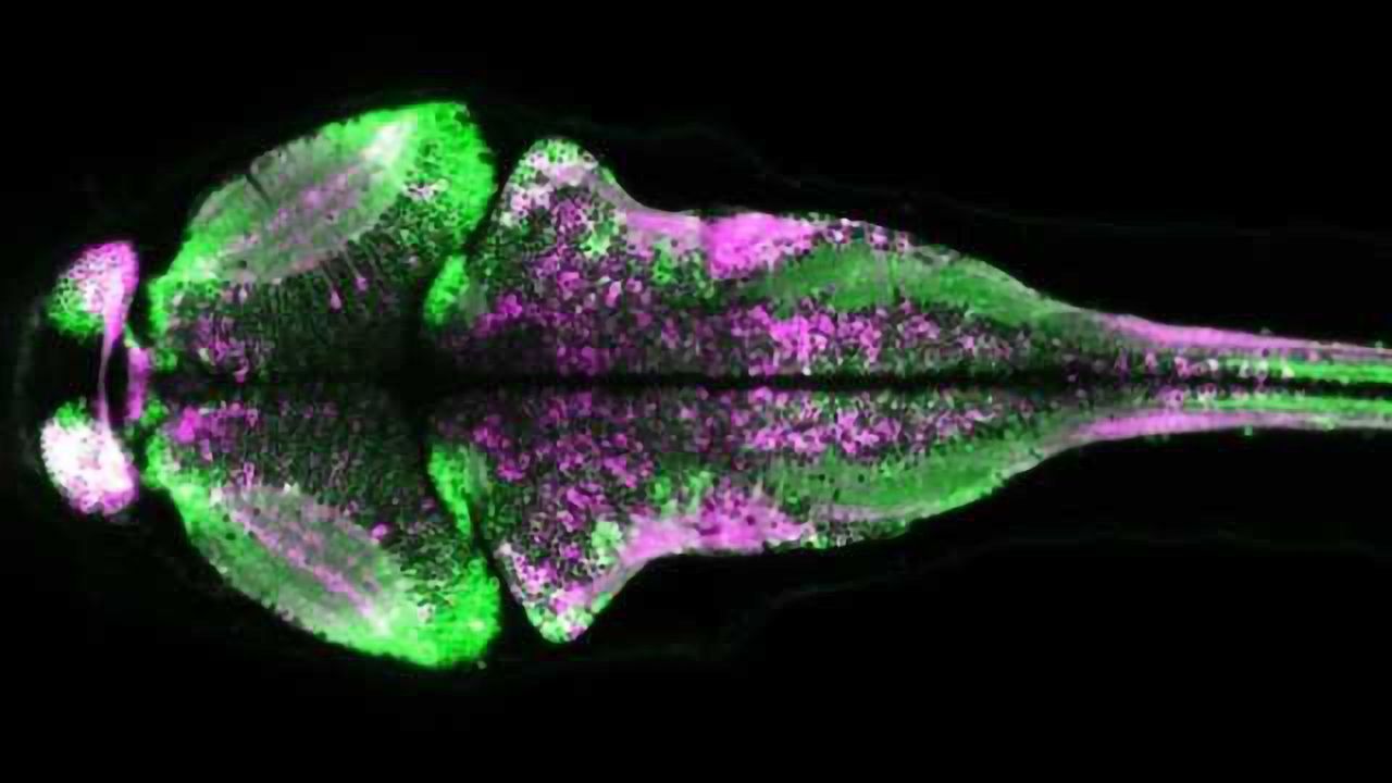 New Fluorescent Protein Permanently Marks Neurons that Fire