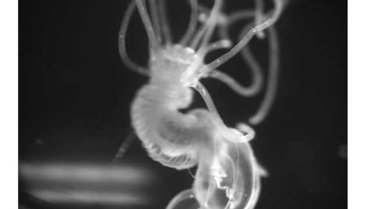 Complex nerve-cell signaling traced back to common ancestor of humans and sea anemones