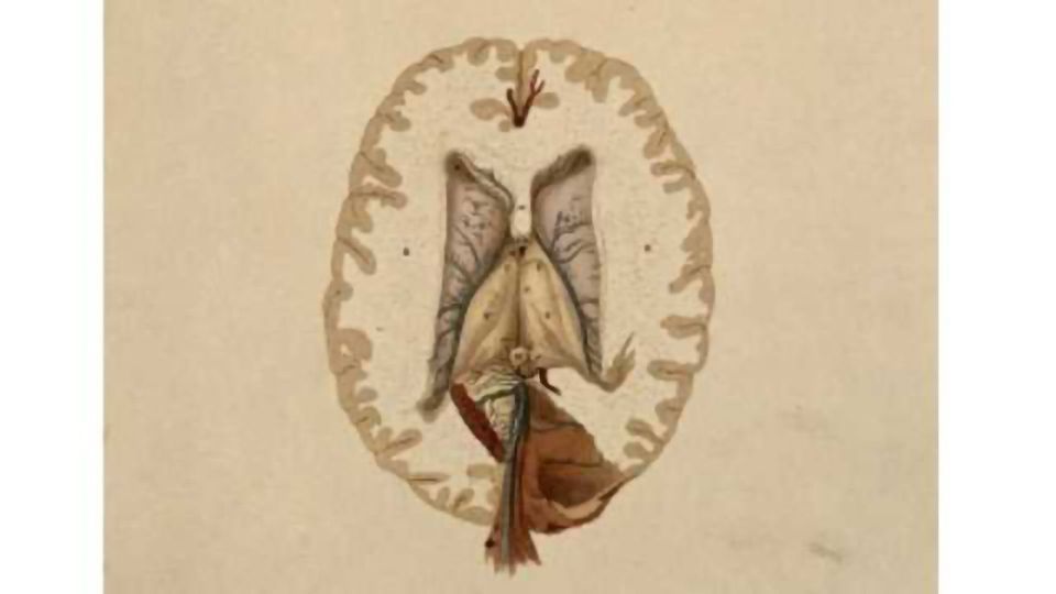 Schizophrenia: Impaired activity of the selective dopamine neurons content piece image