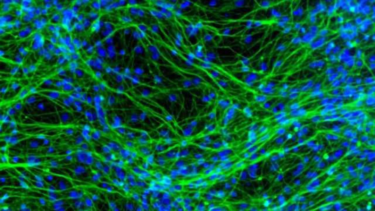 Stem cell specialization observed in the brain