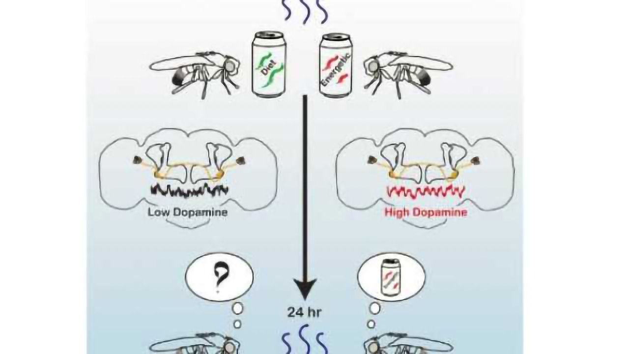 Fruit flies remember a good meal