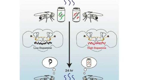 Fruit flies remember a good meal