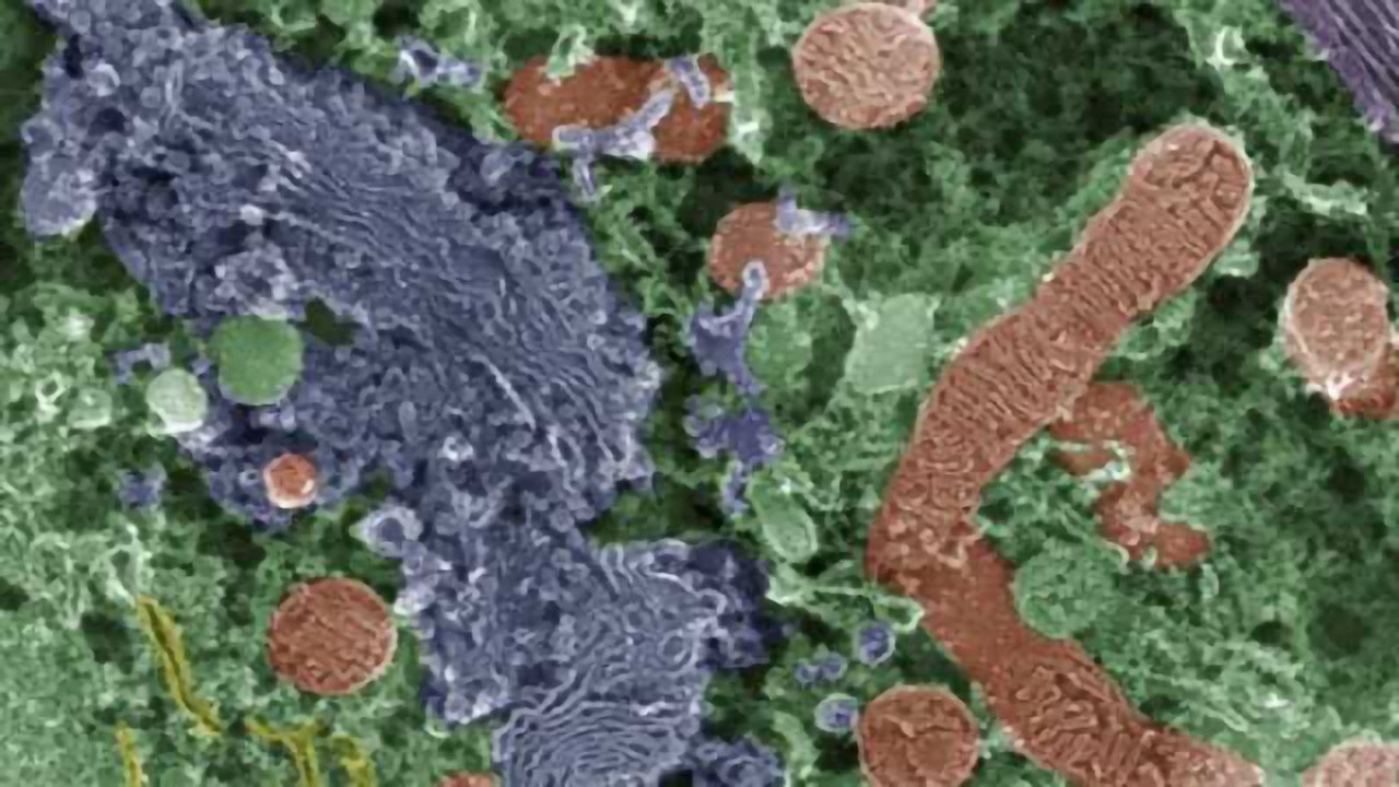 Study sheds light on a ‘guardian’ protein of brain function