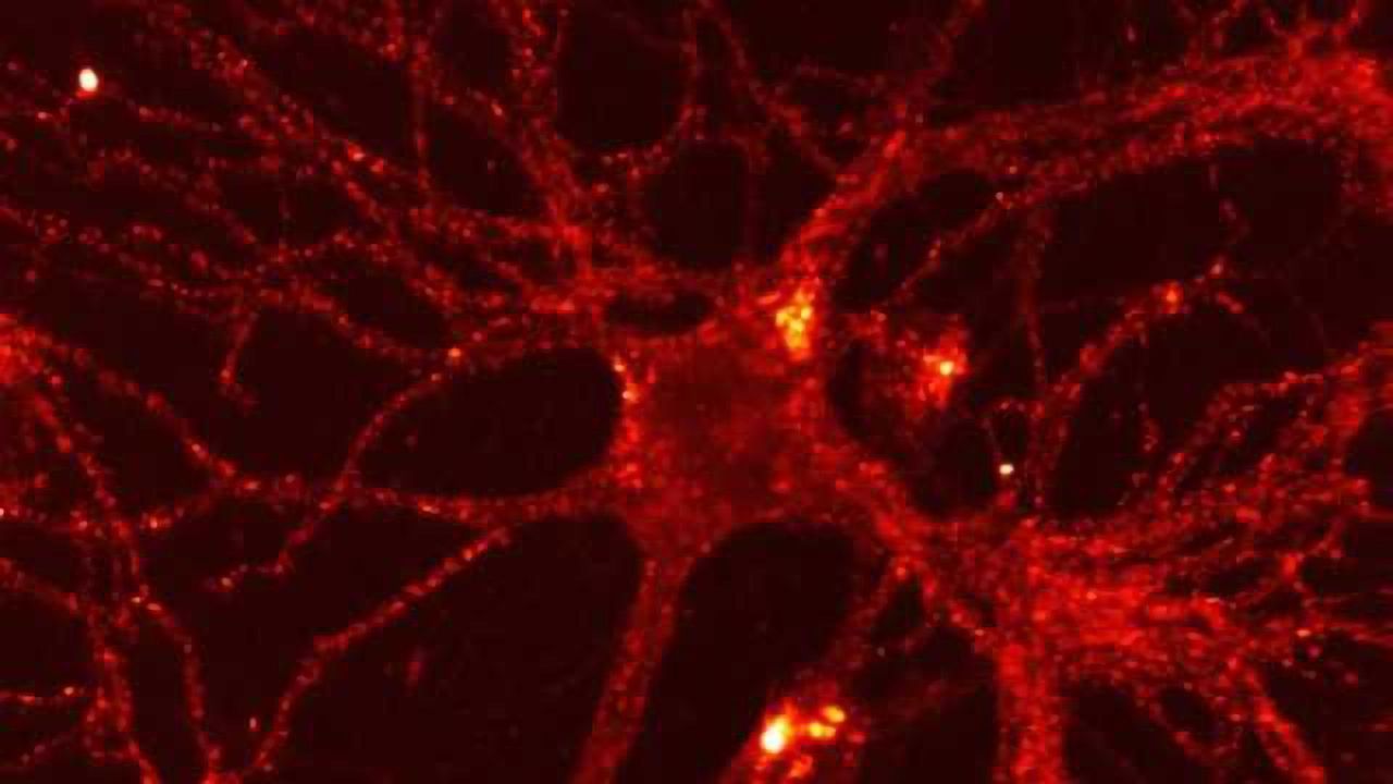 Newborn neurons in the adult brain may help us adapt to the environment
