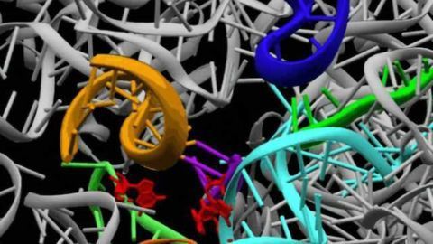 Hidden gene gives hopes for improving brain function