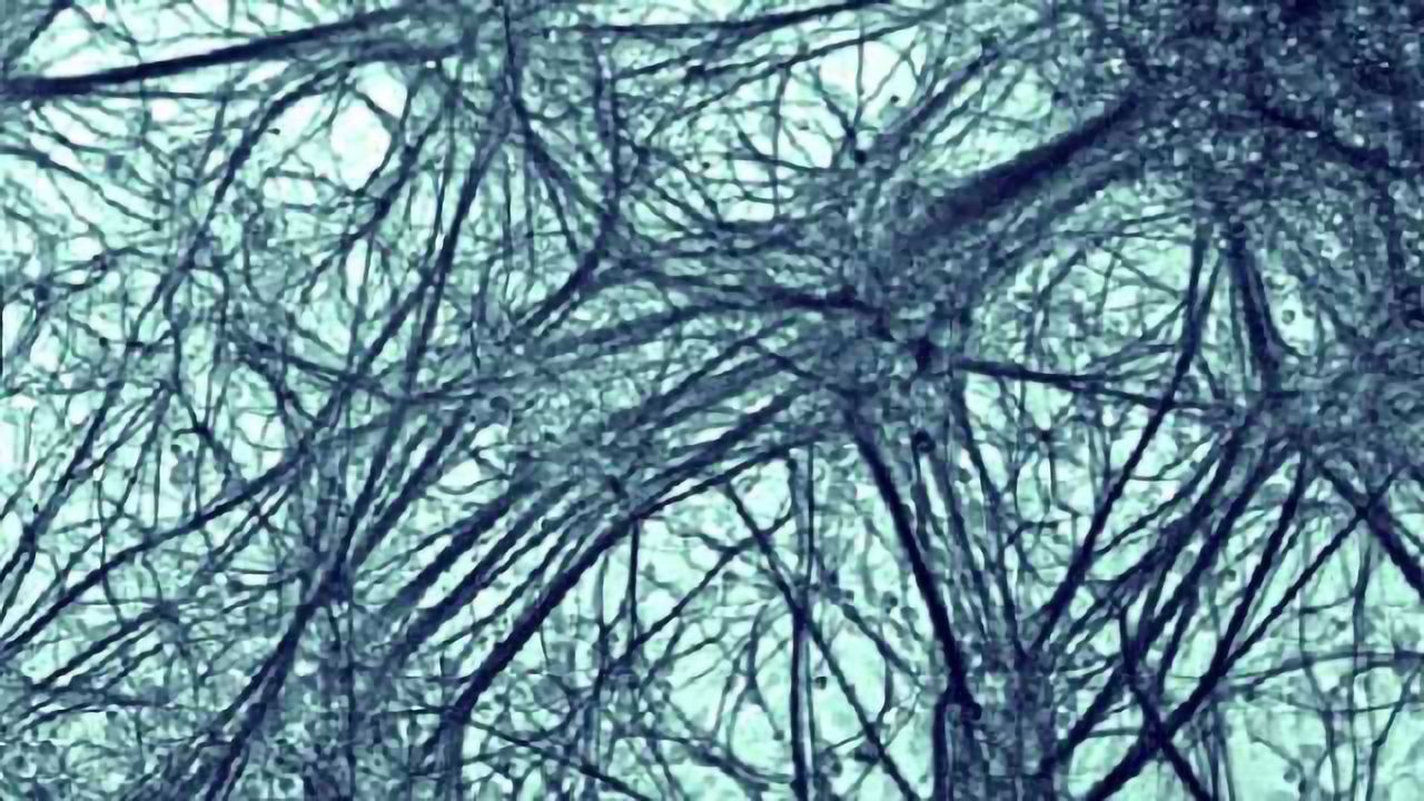 Intermediary Neuron Acts as Synaptic Cloaking Device, Says Study