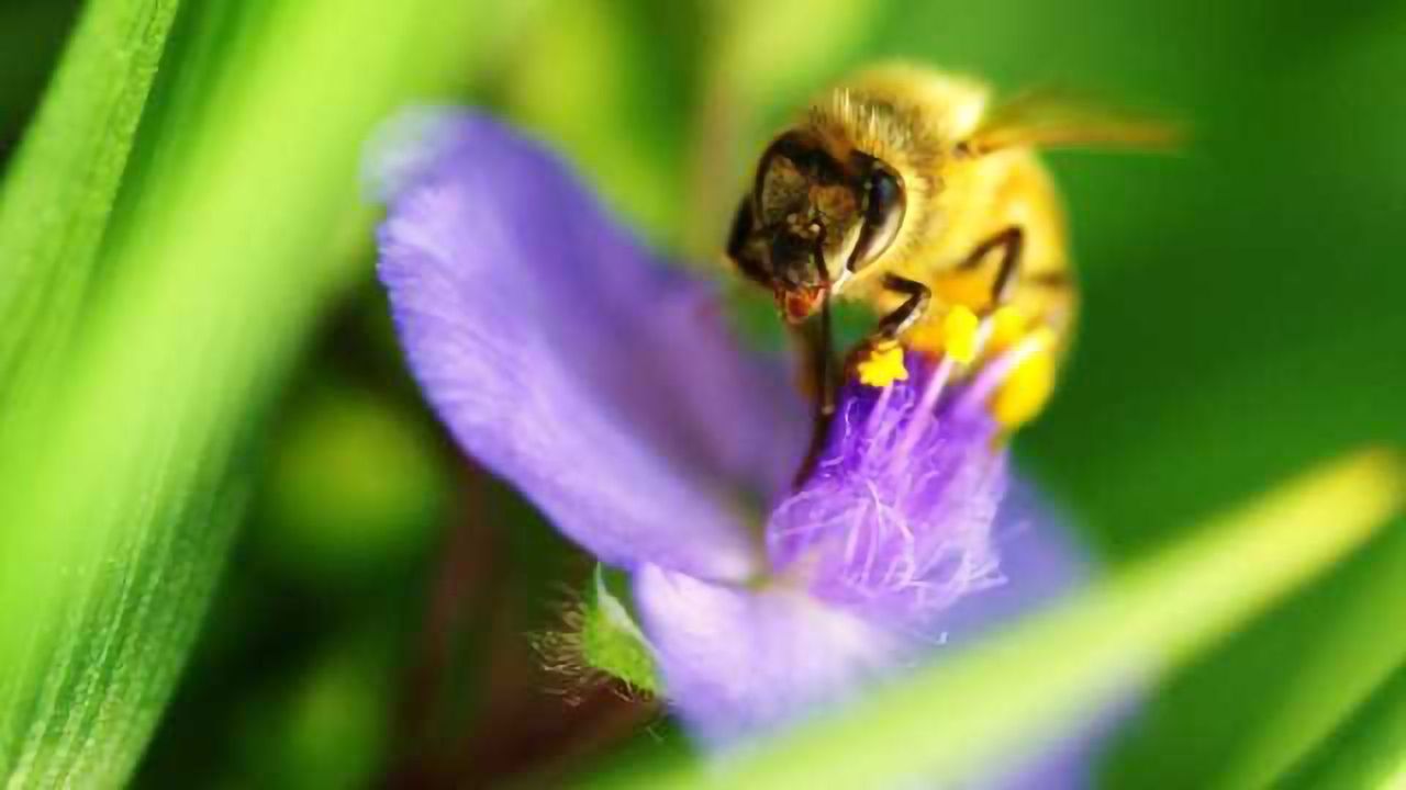 Bumblebees make false memories too