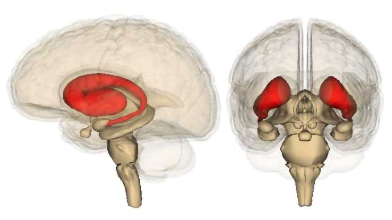 Calling the Shots: The Brain’s Decision-making Structure