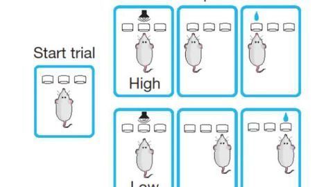 Mind-readers: scientists crack a piece of the neural code for learning and memory