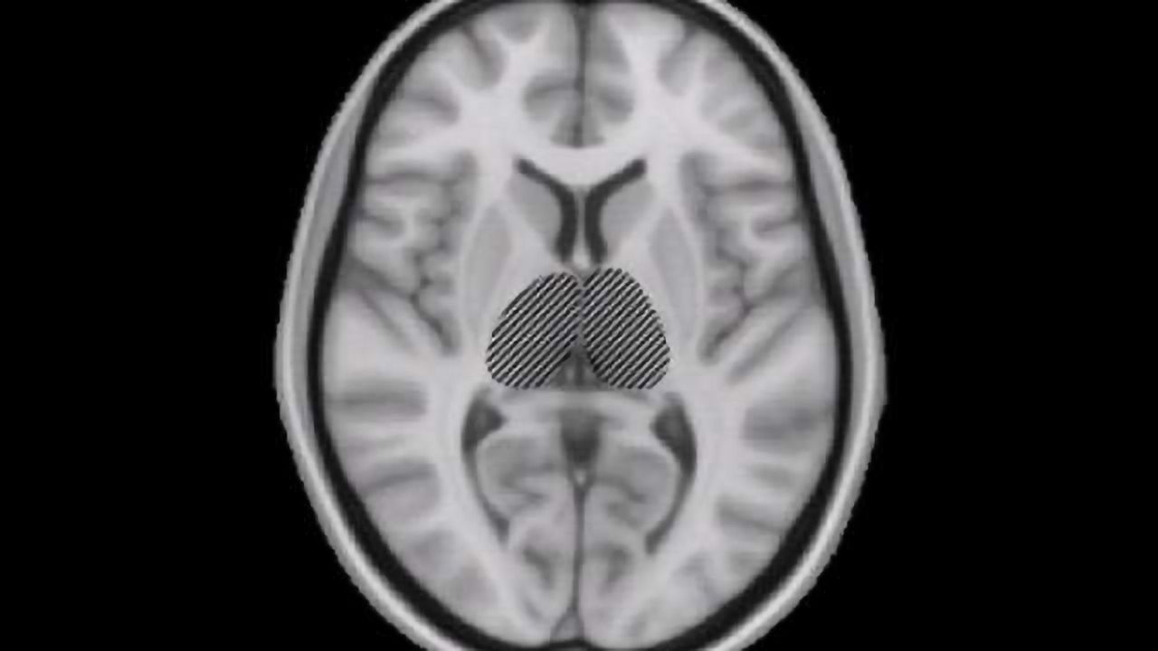 Neuron Groups, Not Single Cells, Maintain Brain Stability
