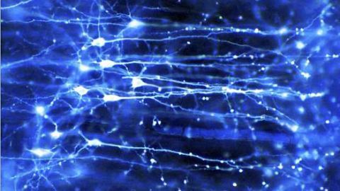 Neuroscientists perform an important step towards cell therapy for diseases of the cerebral cortex